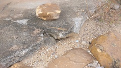 Ophisops leschenaultii