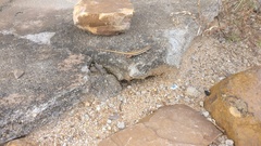 Ophisops leschenaultii