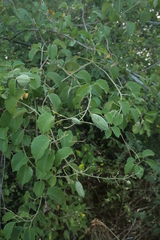 Amphilophium paniculatum
