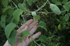 Amphilophium paniculatum