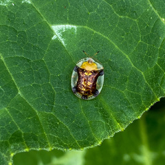 Aspidimorpha quinquefasciata