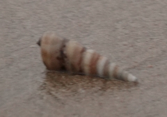 Turritella attenuata