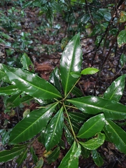 Ardisia crenata