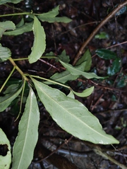 Ardisia crenata