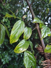 Sageretia thea