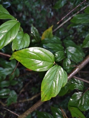 Sageretia thea