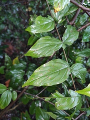 Sageretia thea