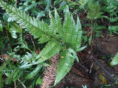 Arachniodes aristata