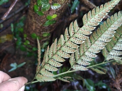 Arachniodes aristata