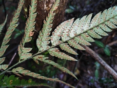 Arachniodes aristata