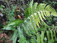 Dryopteris championii