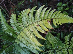 Dryopteris championii