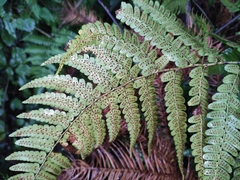 Dryopteris championii