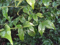 Euonymus centidens