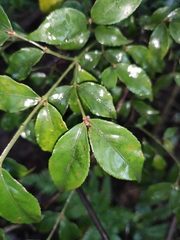 Euonymus centidens
