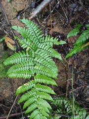 Dryopteris championii