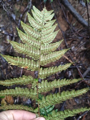 Dryopteris championii