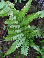 Dryopteris championii