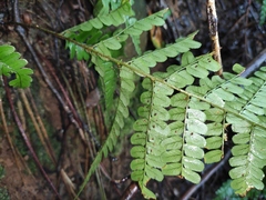 Dryopteris championii
