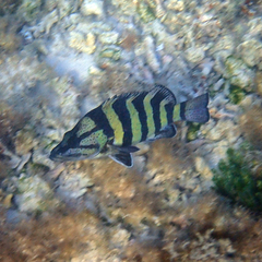 Acanthistius cinctus