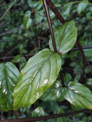 Sageretia thea