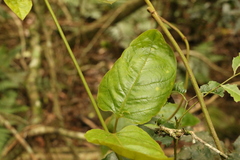 Parsonsia fulva