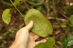 Parsonsia fulva