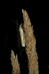 Orocrambus ramosellus