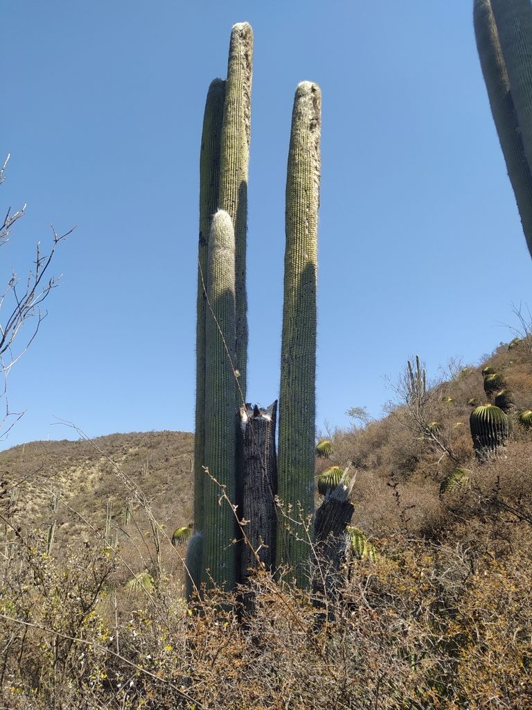 Old Man Cactus In February 2022 By CarinaCR INaturalist   Large 