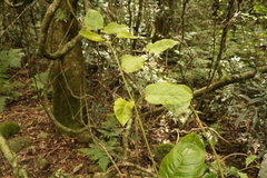 Parsonsia fulva