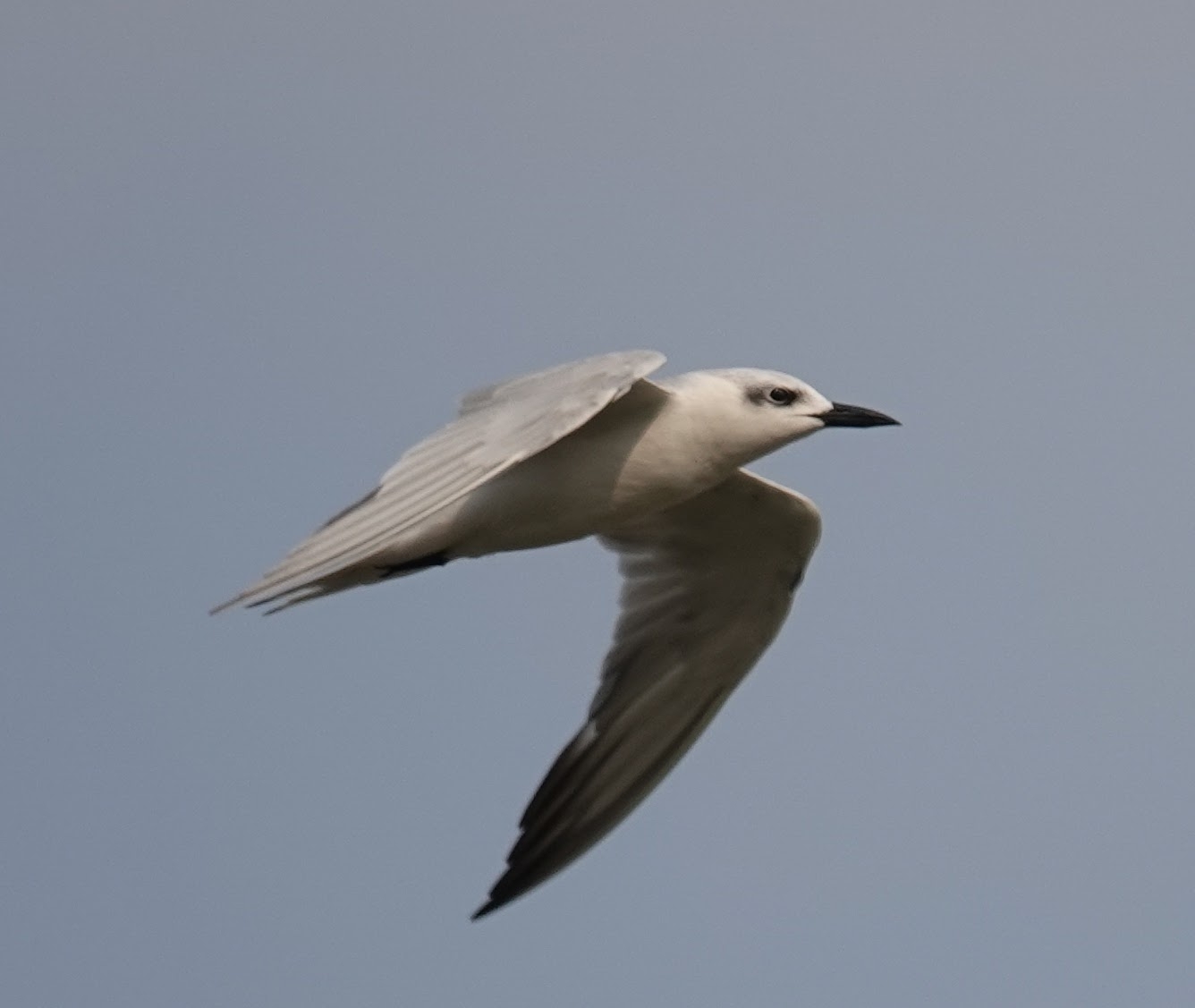 Gull-billed Tern