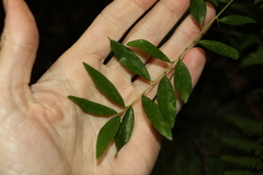 Pittosporum lancifolium