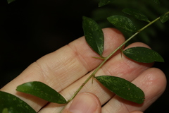Pittosporum lancifolium