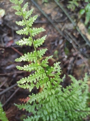 Cheilanthes chusana