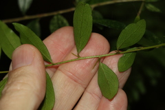 Pittosporum lancifolium