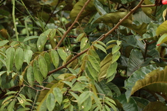 Millettia theuszii