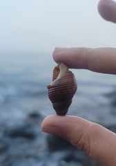 Nassarius fossatus