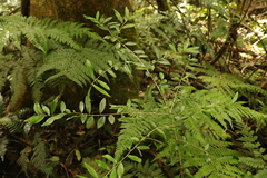 Pittosporum lancifolium