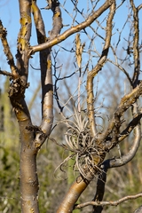 Tillandsia exserta