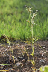Silene conoidea