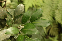 Rhysotoechia bifoliolata