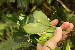 Rhysotoechia bifoliolata