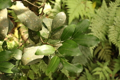 Rhysotoechia bifoliolata