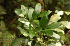 Rhysotoechia bifoliolata