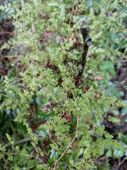 Lygodium japonicum