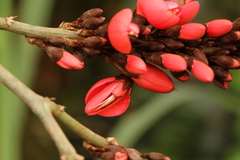 Millettia theuszii