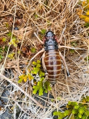 Deinacrida connectens