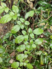 Jasminum sinense