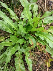 Rumex japonicus