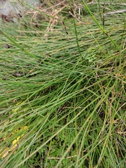 Equisetum ramosissimum
